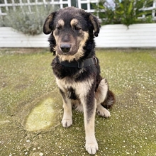 MILOW, Hund, Mischlingshund in Griechenland - Bild 15