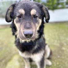 MILOW, Hund, Mischlingshund in Griechenland - Bild 16