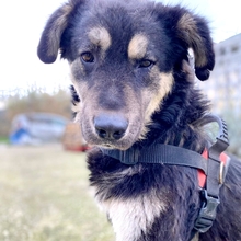 MILOW, Hund, Mischlingshund in Griechenland - Bild 18