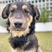 MILOW, Hund, Mischlingshund in Griechenland - Bild 19