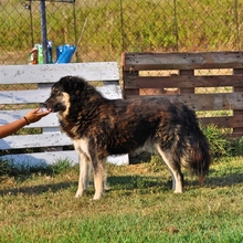 MILOW, Hund, Mischlingshund in Griechenland - Bild 2