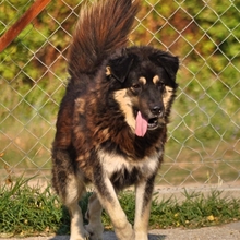 MILOW, Hund, Mischlingshund in Griechenland - Bild 3