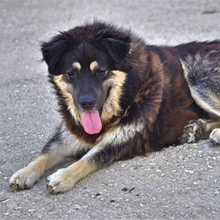 MILOW, Hund, Mischlingshund in Griechenland - Bild 4