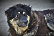 MILOW, Hund, Mischlingshund in Griechenland - Bild 5