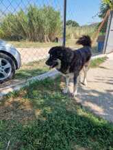 MILOW, Hund, Mischlingshund in Griechenland - Bild 8