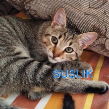 SUSLIK, Katze, Europäisch Kurzhaar in Bulgarien