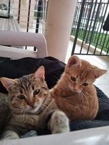 SUSLIK, Katze, Europäisch Kurzhaar in Bulgarien - Bild 5