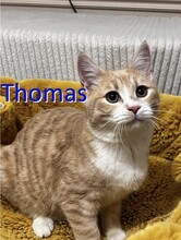 THOMAS, Katze, Europäisch Kurzhaar in Bulgarien