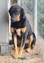 HARVARD, Hund, Mischlingshund in Griechenland - Bild 10