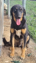 HARVARD, Hund, Mischlingshund in Griechenland - Bild 2