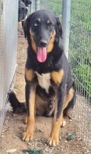 HARVARD, Hund, Mischlingshund in Griechenland - Bild 3