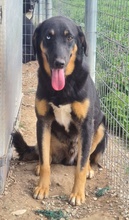 HARVARD, Hund, Mischlingshund in Griechenland - Bild 4
