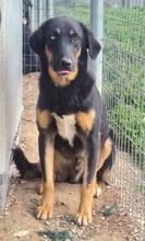 HARVARD, Hund, Mischlingshund in Griechenland - Bild 5