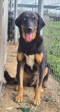 HARVARD, Hund, Mischlingshund in Griechenland - Bild 6