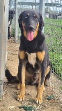 HARVARD, Hund, Mischlingshund in Griechenland - Bild 7