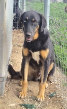 HARVARD, Hund, Mischlingshund in Griechenland - Bild 8