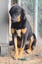 HARVARD, Hund, Mischlingshund in Griechenland - Bild 9
