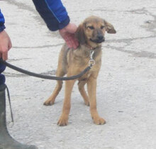PIPER, Hund, Mischlingshund in Bulgarien - Bild 10