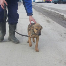 PIPER, Hund, Mischlingshund in Bulgarien - Bild 11