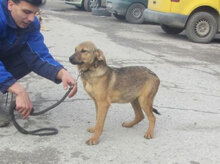 PIPER, Hund, Mischlingshund in Bulgarien - Bild 12