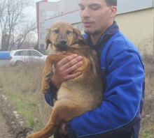PIPER, Hund, Mischlingshund in Bulgarien - Bild 3