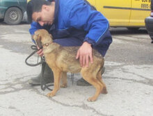 PIPER, Hund, Mischlingshund in Bulgarien - Bild 4