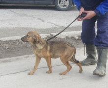 PIPER, Hund, Mischlingshund in Bulgarien - Bild 5