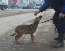 PIPER, Hund, Mischlingshund in Bulgarien - Bild 6