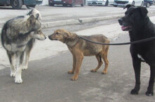 PIPER, Hund, Mischlingshund in Bulgarien - Bild 8