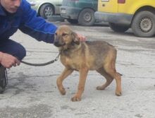 PIPER, Hund, Mischlingshund in Weinsberg - Bild 2