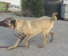 LUPINO, Hund, Mischlingshund in Bulgarien - Bild 10