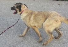 LUPINO, Hund, Mischlingshund in Bulgarien - Bild 11