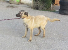 LUPINO, Hund, Mischlingshund in Bulgarien - Bild 12