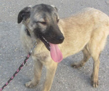 LUPINO, Hund, Mischlingshund in Bulgarien - Bild 13