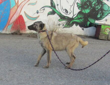 LUPINO, Hund, Mischlingshund in Bulgarien - Bild 14