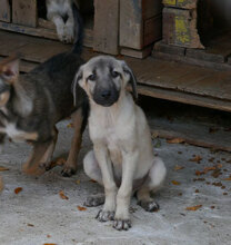 LUPINO, Hund, Mischlingshund in Bulgarien - Bild 15