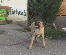 LUPINO, Hund, Mischlingshund in Bulgarien - Bild 2