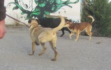 LUPINO, Hund, Mischlingshund in Bulgarien - Bild 3