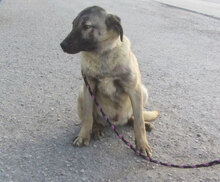 LUPINO, Hund, Mischlingshund in Bulgarien - Bild 4