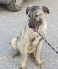 LUPINO, Hund, Mischlingshund in Bulgarien - Bild 5