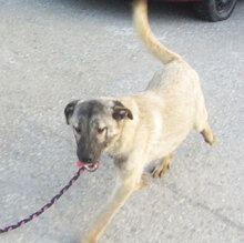 LUPINO, Hund, Mischlingshund in Bulgarien - Bild 7