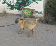 LUPINO, Hund, Mischlingshund in Bulgarien - Bild 8