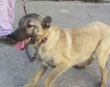 LUPINO, Hund, Mischlingshund in Bulgarien - Bild 9