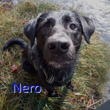 NERO, Hund, Mischlingshund in Mittenwald