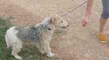 WILLY, Hund, Foxterrier in Spanien - Bild 16