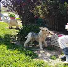 WILLY, Hund, Foxterrier in Spanien - Bild 4