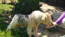 WILLY, Hund, Foxterrier in Spanien - Bild 8