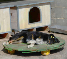 RINCHEN, Hund, Mischlingshund in Bulgarien - Bild 10