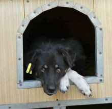 RINCHEN, Hund, Mischlingshund in Bulgarien - Bild 11