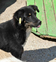 RINCHEN, Hund, Mischlingshund in Bulgarien - Bild 12